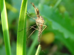 Coquillettidia perturbans