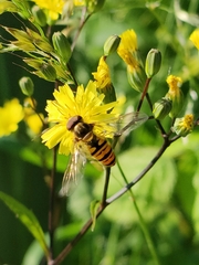 Episyrphus balteatus