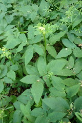 Aegopodium podagraria