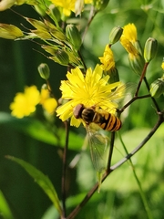 Episyrphus balteatus