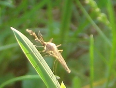 Coquillettidia perturbans