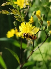 Episyrphus balteatus