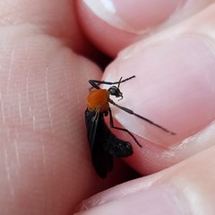 Plecia americana