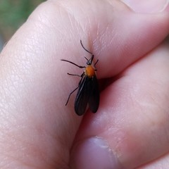 Plecia americana