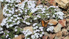 Phlox diffusa longistylis