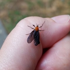 Plecia americana
