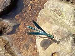 Calopteryx virgo