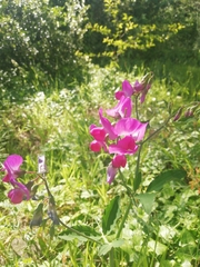 Lathyrus undulatus