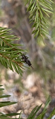 Diptera