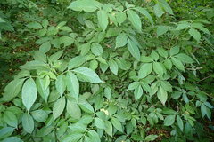Sambucus nigra