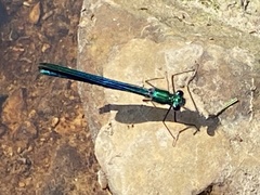 Calopteryx virgo