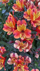 Alstroemeria aurea
