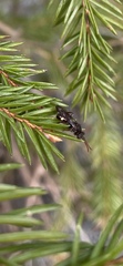 Diptera