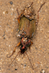 Chlaenius pallipes