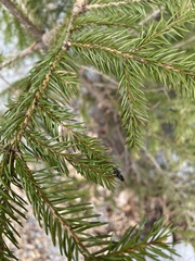 Diptera