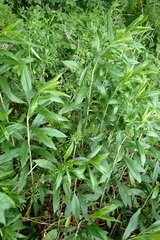 Solidago gigantea