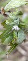 Chrysopidae