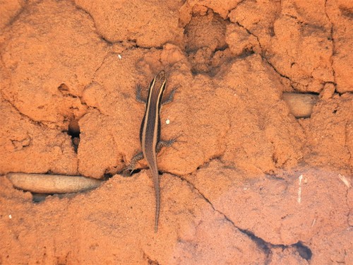 African Striped Skink