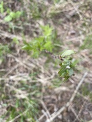 Chrysopidae