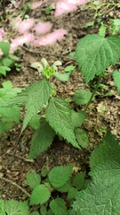 Lamium flexuosum