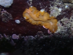 Phrikoceros