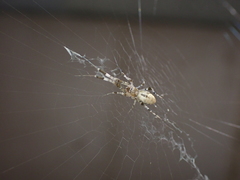 Zosis geniculata