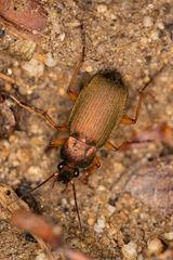 Chlaenius pallipes
