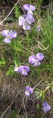 Viola calcarata