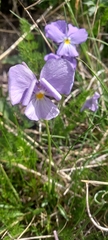 Viola calcarata
