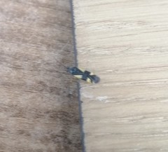 Dryophilocoris