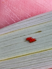 Lilioceris merdigera