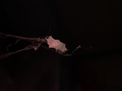 Zosis geniculata