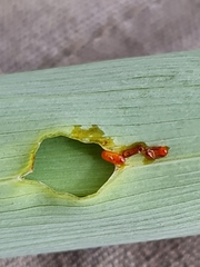 Lilioceris merdigera