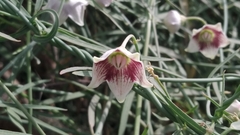 Oxystelma esculentum