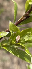 Galerucella lineola
