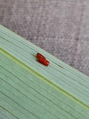 Lilioceris merdigera