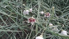 Oxystelma esculentum