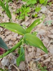 Lilioceris merdigera