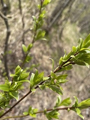 Galerucella lineola