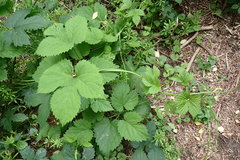 Humulus lupulus