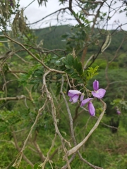 Mundulea sericea