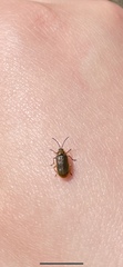 Galerucella lineola
