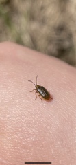 Galerucella lineola