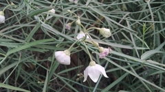 Oxystelma esculentum