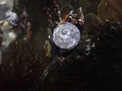 Calcinus laevimanus