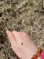 Galerucella lineola