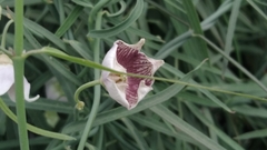 Oxystelma esculentum