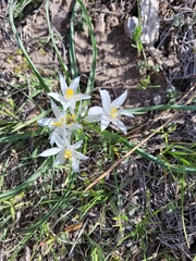 Leucocrinum montanum