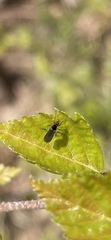 Diptera