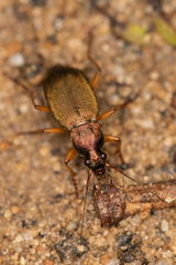 Chlaenius pallipes